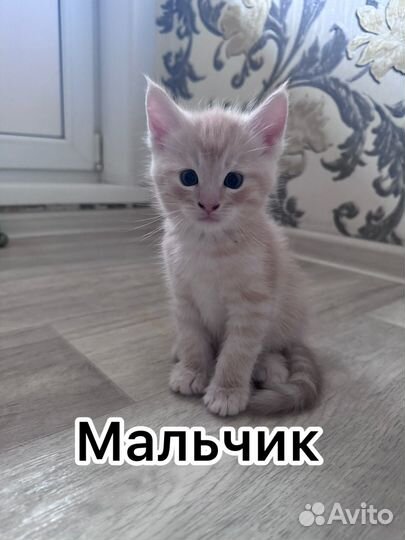 Котята мейн-кун