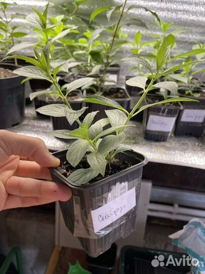 Черенки гортензии