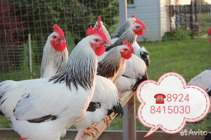 Петухи Адлерские на племя