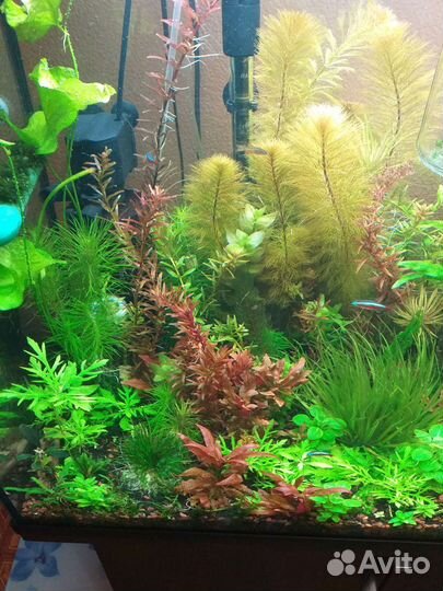 Перистолистник Рорайма