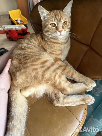 Кот в добрые руки