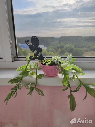 Традесканция цветы комнатные