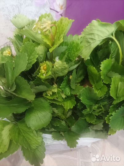 Рассада клубники