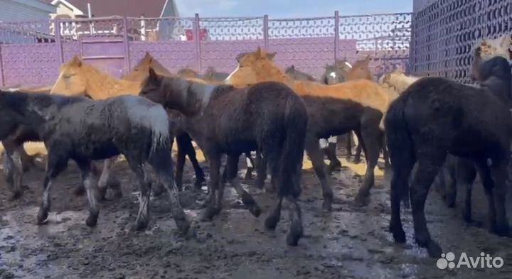 Продаю жеребят