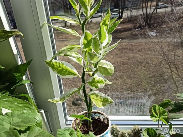 Комнатные цветы. Мурайя