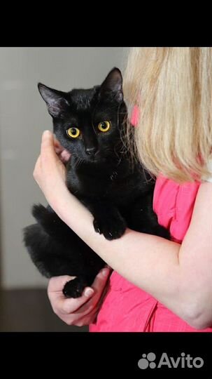 Котёнок в дар в добрые руки