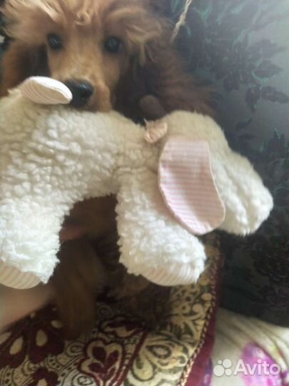 Щенки пуделя