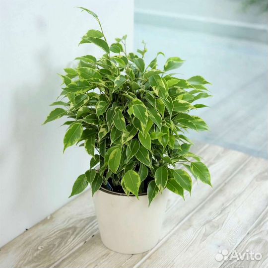 Фикус Бенджамина и Барокко (детки)