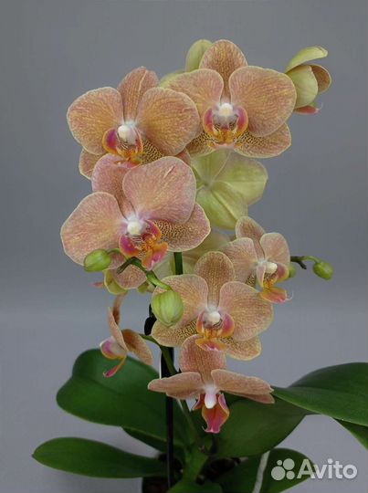Орхидея мультифлора Gold Rush