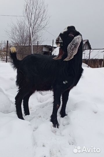 Козлик и козлушки нубийские камори