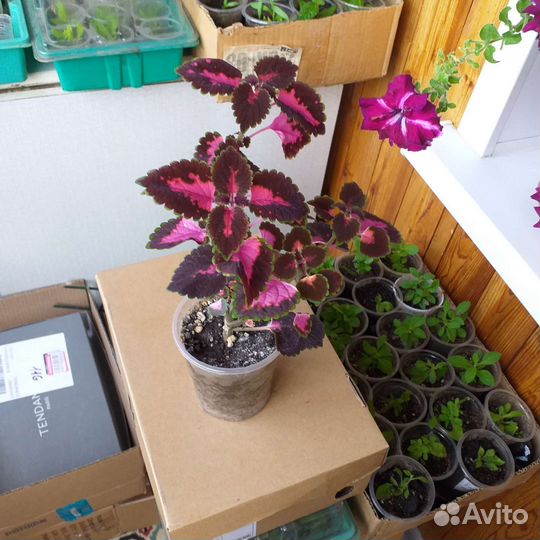 Колеусы сортовые