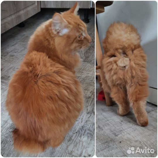 Шикарные котята Курильских бобтейлов