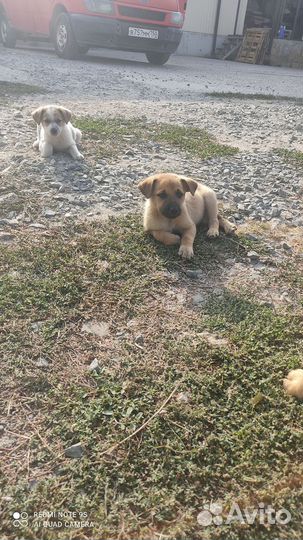 Щенки в добрые руки