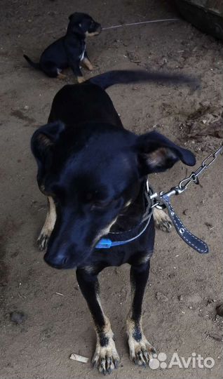 Щенки помесь пинчера