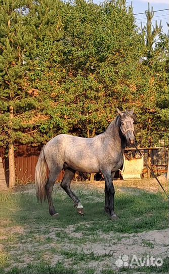 Жеребец орловский рысак