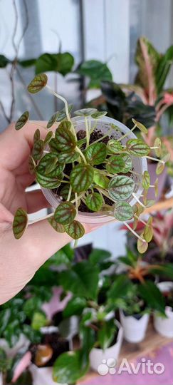 Пеперомии Лилиан,Пиколо Банда,Пиксилайм,Серебр