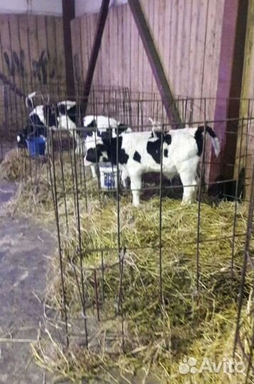 Телята бычки