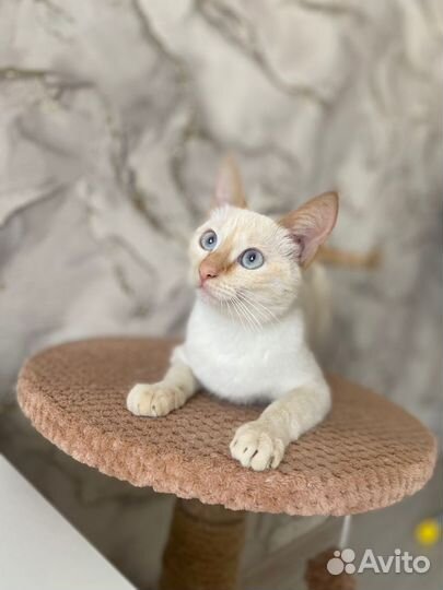 Отдается кошка