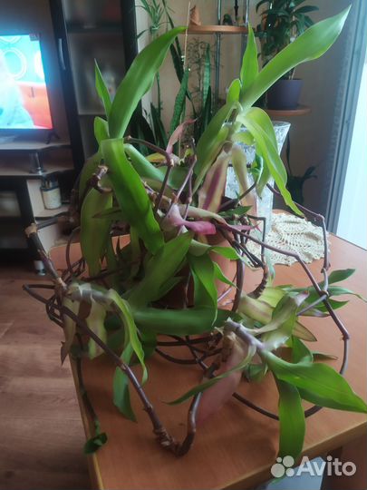 Венерин волос или золотой ус