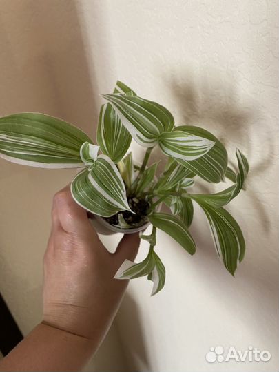 Антуриум Лилли Ред и разные комнатные