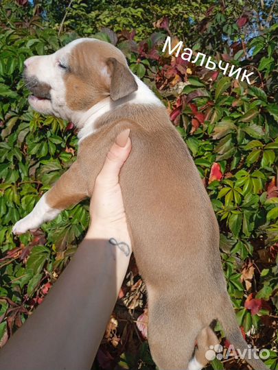 Щенки амстаффа