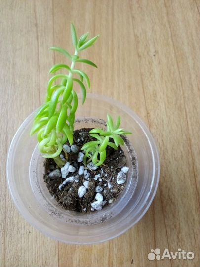 Набор суккулентов 12 шт