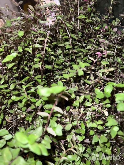 Каллизия розовая