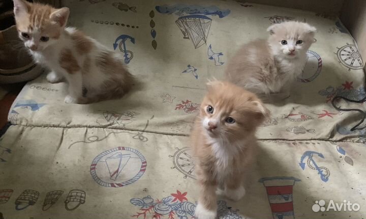 Котята в добрые руки