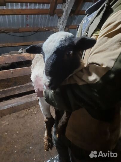 Овцы бараны, дорпер(кросс )