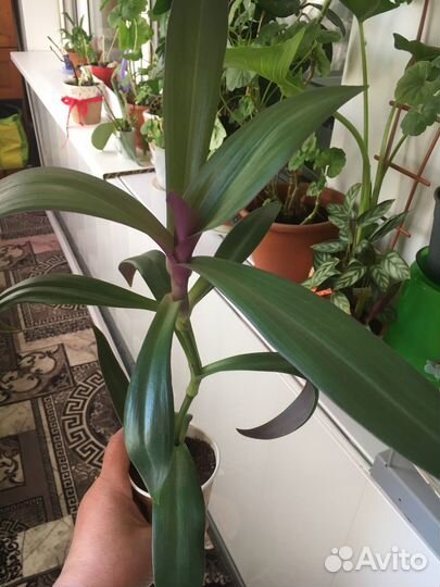 Комнатные цветы