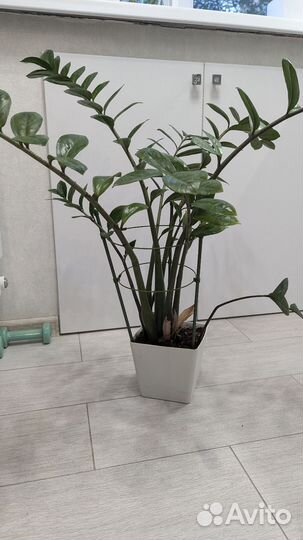 Замиокулькас и Толстянка