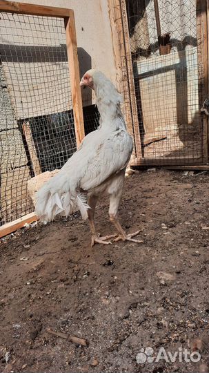 Бойцовая птица