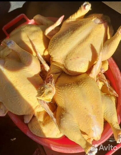 Куры бройлеры Халяль