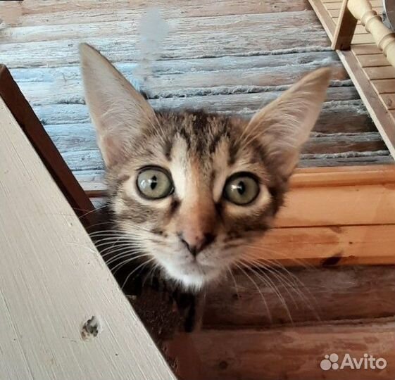 Три котёнка 2,5 мес