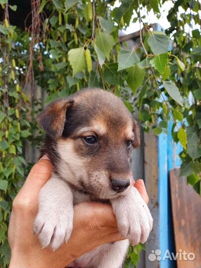 Щеночек-лапушочек бесплатно