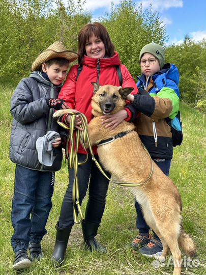 Собака из приюта