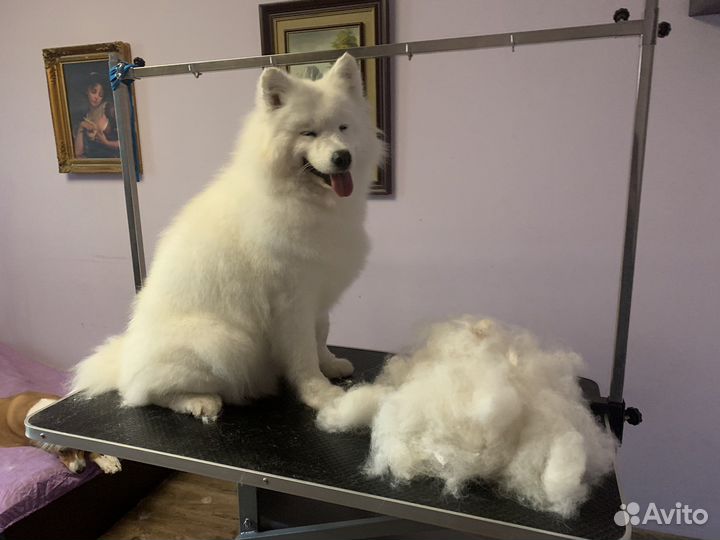 Груминг собак