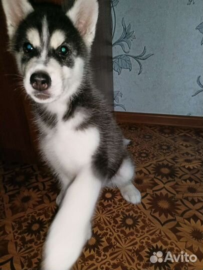 Сибирский хаски