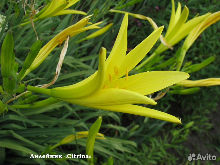 Лилейники сортовые кусты
