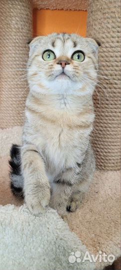 Шотландские вислоухие котята с документами