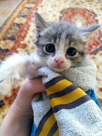 Котёнок в самые добрые руки