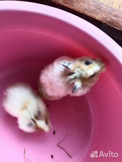 Сирийский хомяк мальчик