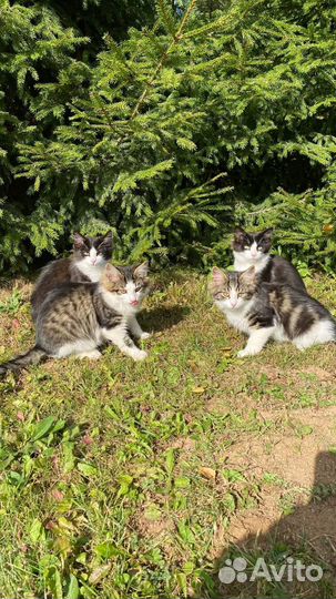 Котята в добрые руки