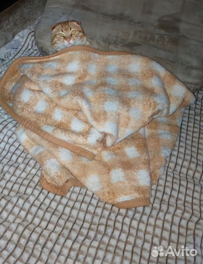 Кот