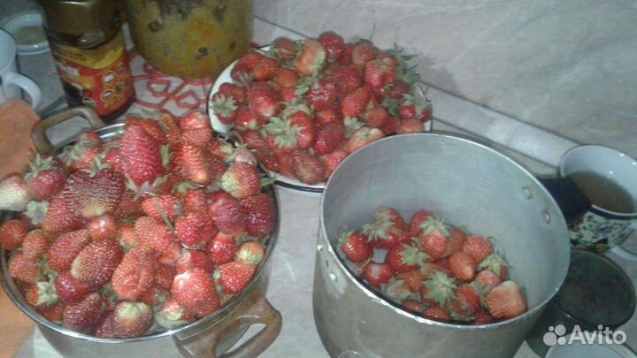 Рассада клубники