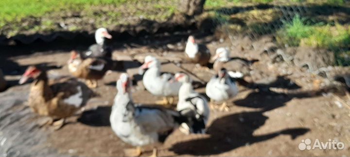 Мускусные утки