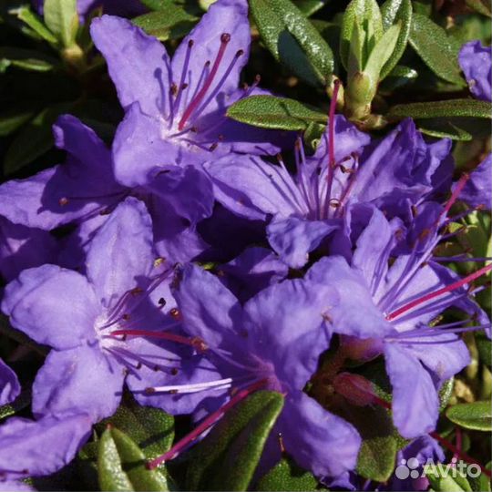 Рододендрон Azurika