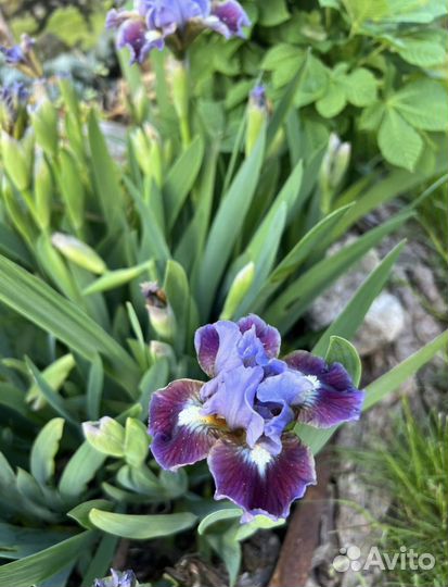 Карликовые ирисы