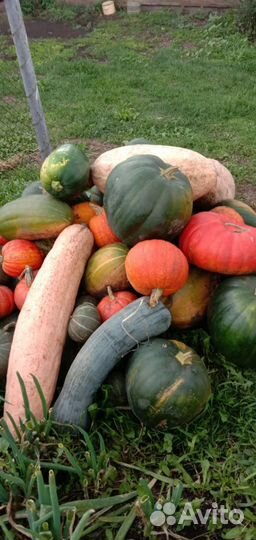 Продам тыкву