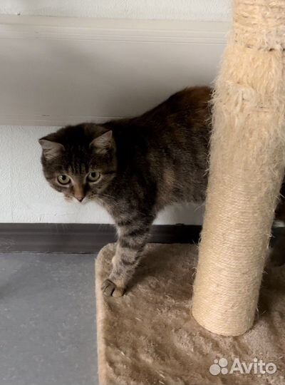 Кошка в дар